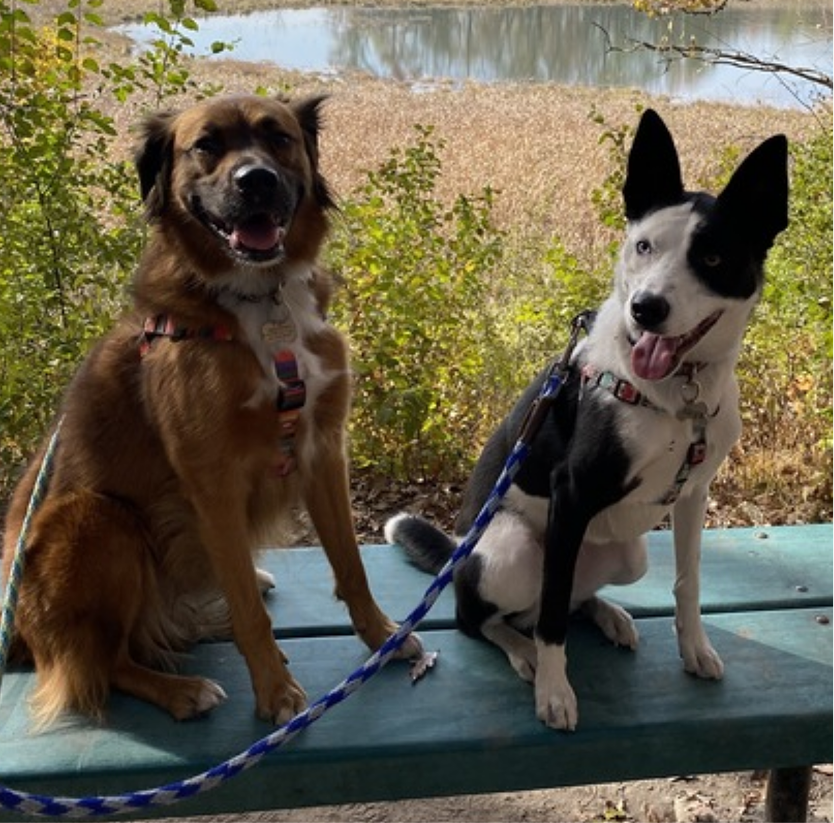 Louis and Maya, Dan's dogs
